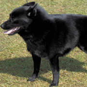 犬を家族に迎える前に